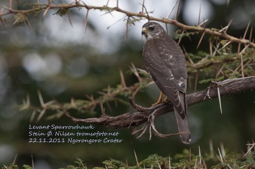 Accipiter brevipes