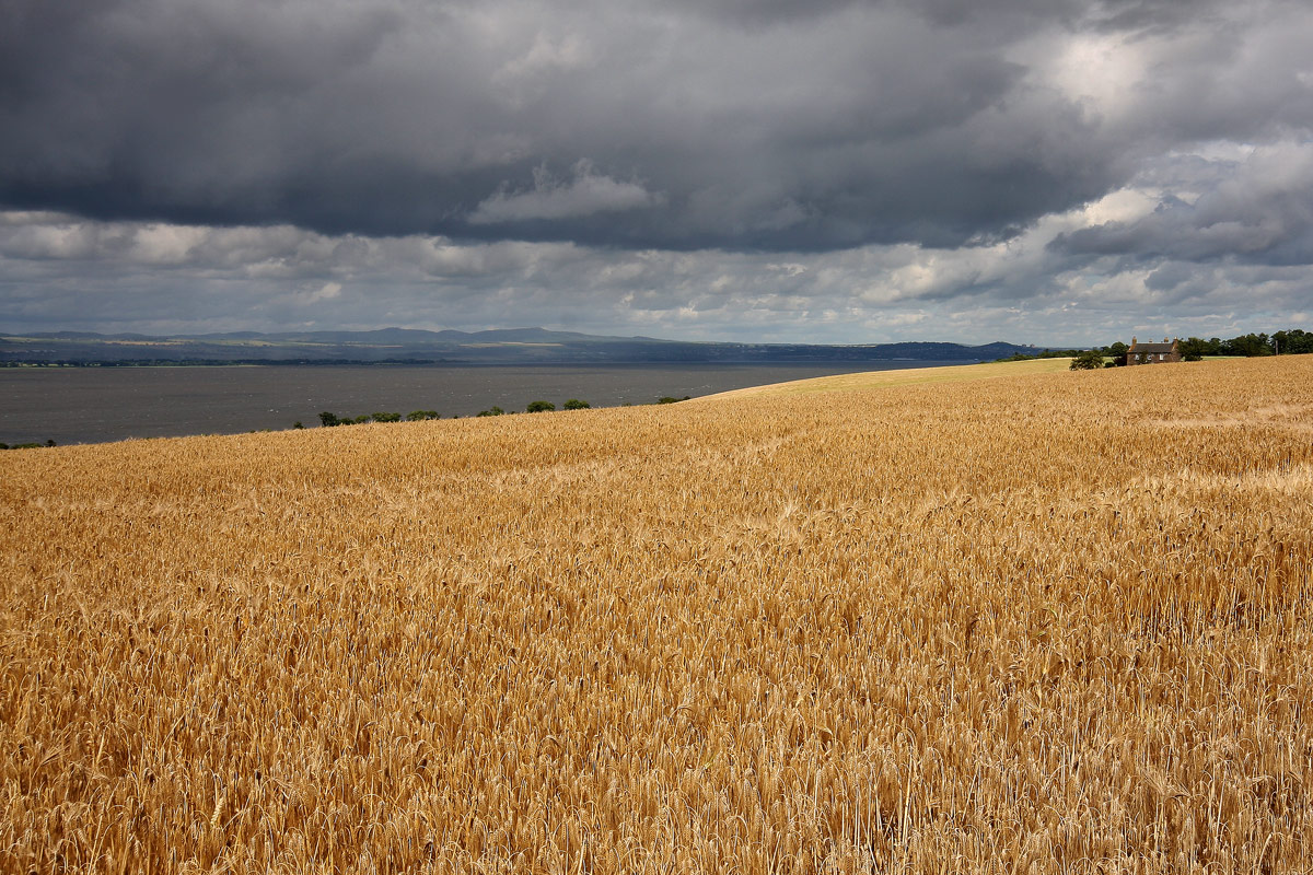 Campi di grano sul Firth of Forth (Scozia)