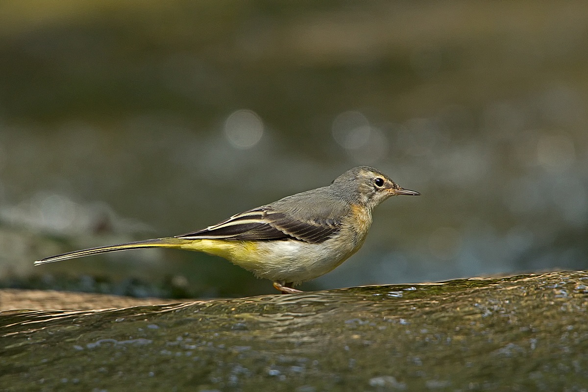 ballerina gialla (Motacilla cinerea)