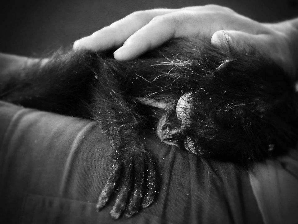 Save the monkey - Belize (Fuji s602 Zoom)