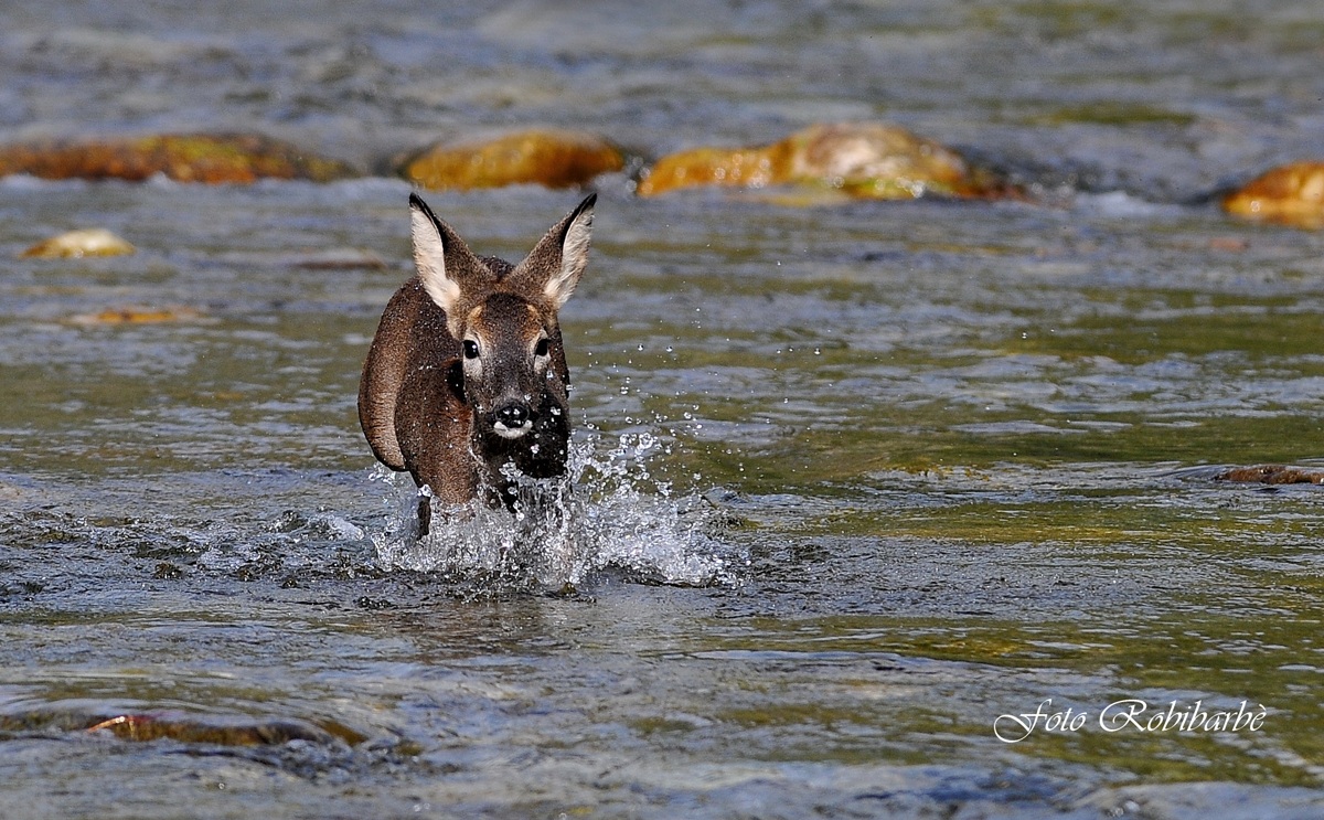 Capriolo.....alla carica!!!!!!