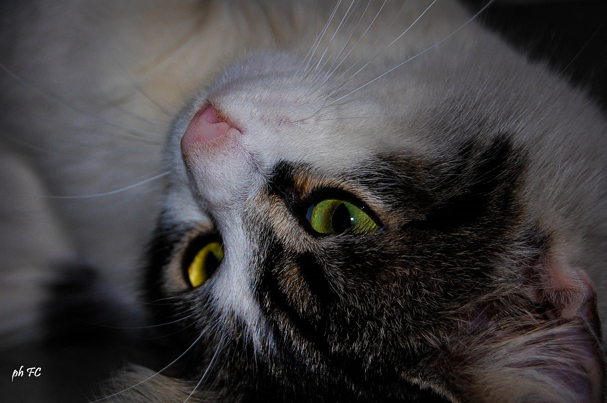 il dolce sguardo di un felino