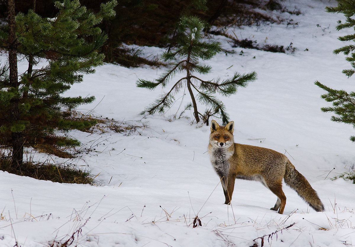 volpe (parco del gran sasso)