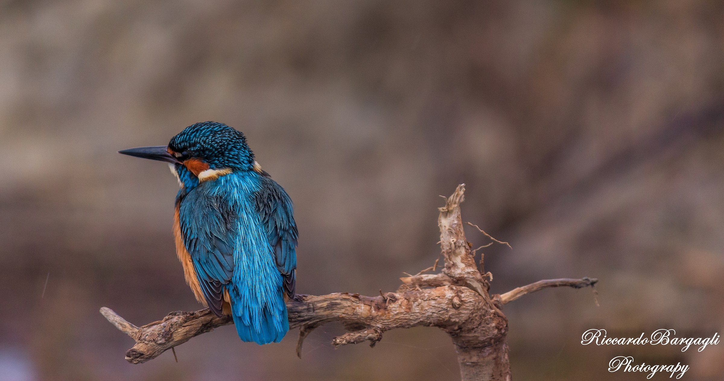 Kingfisher