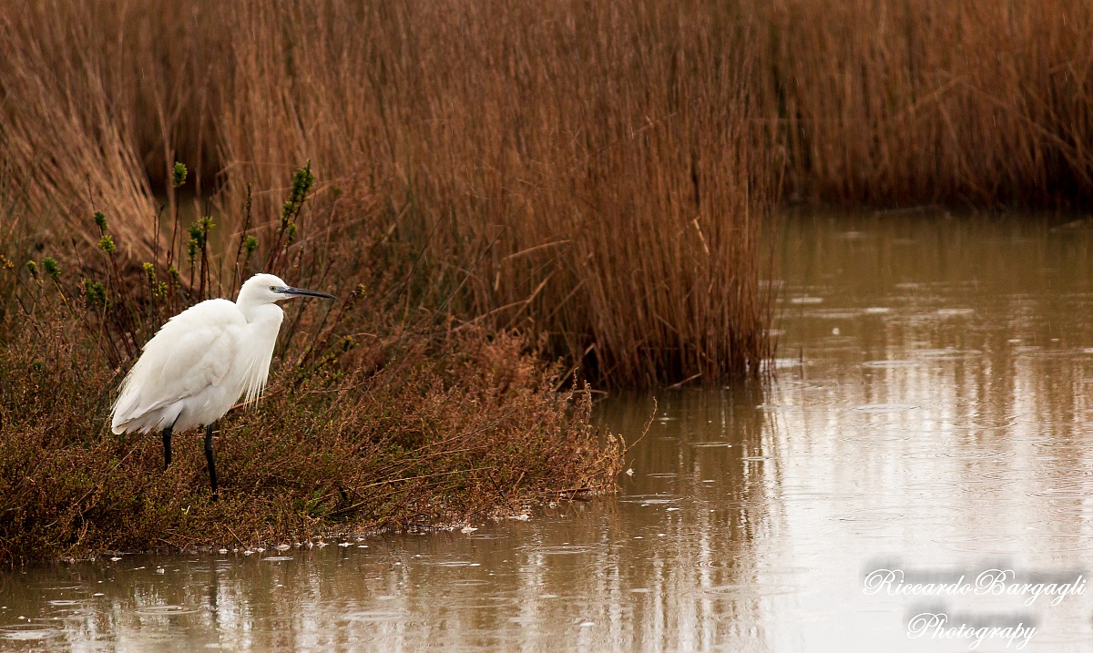 Waiting for the Prey