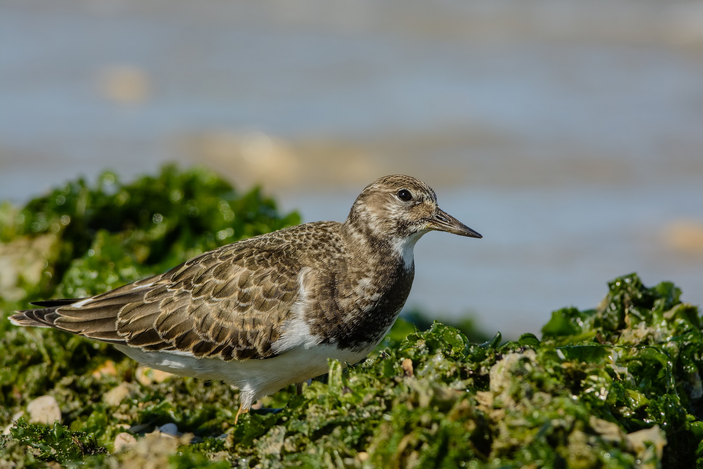 Ruddy Turnstone (Arenaria interpres)