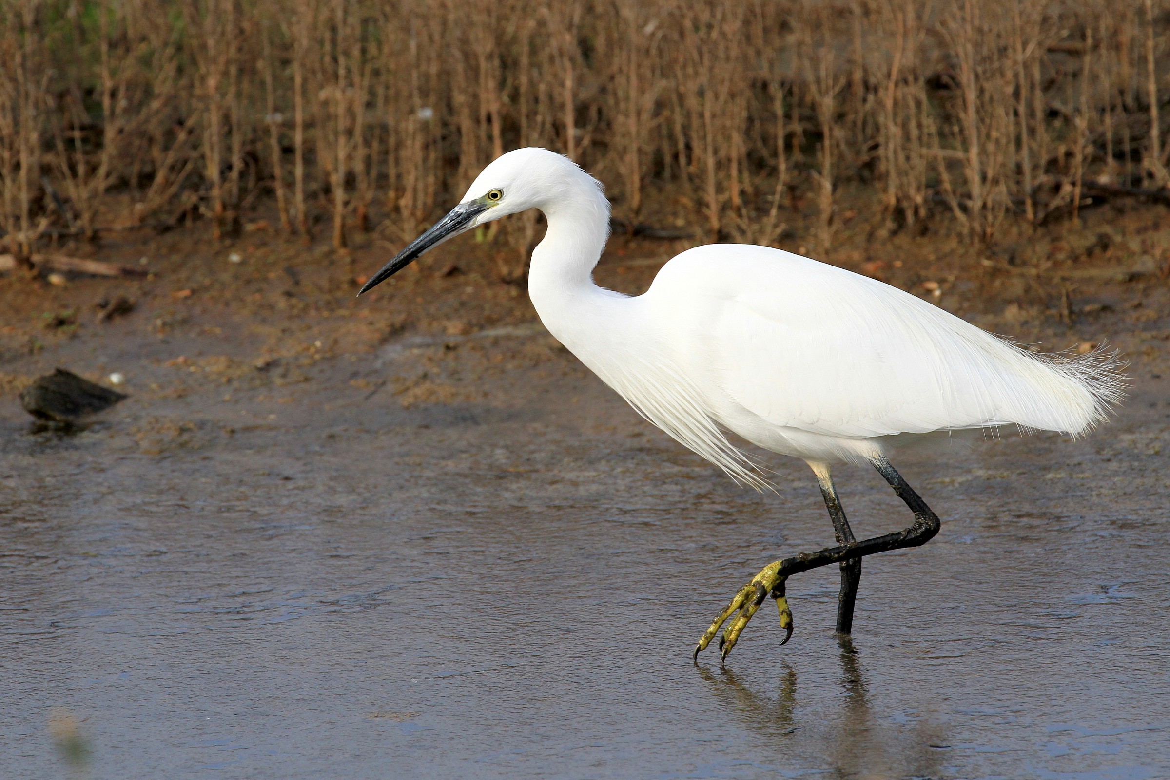 Egret