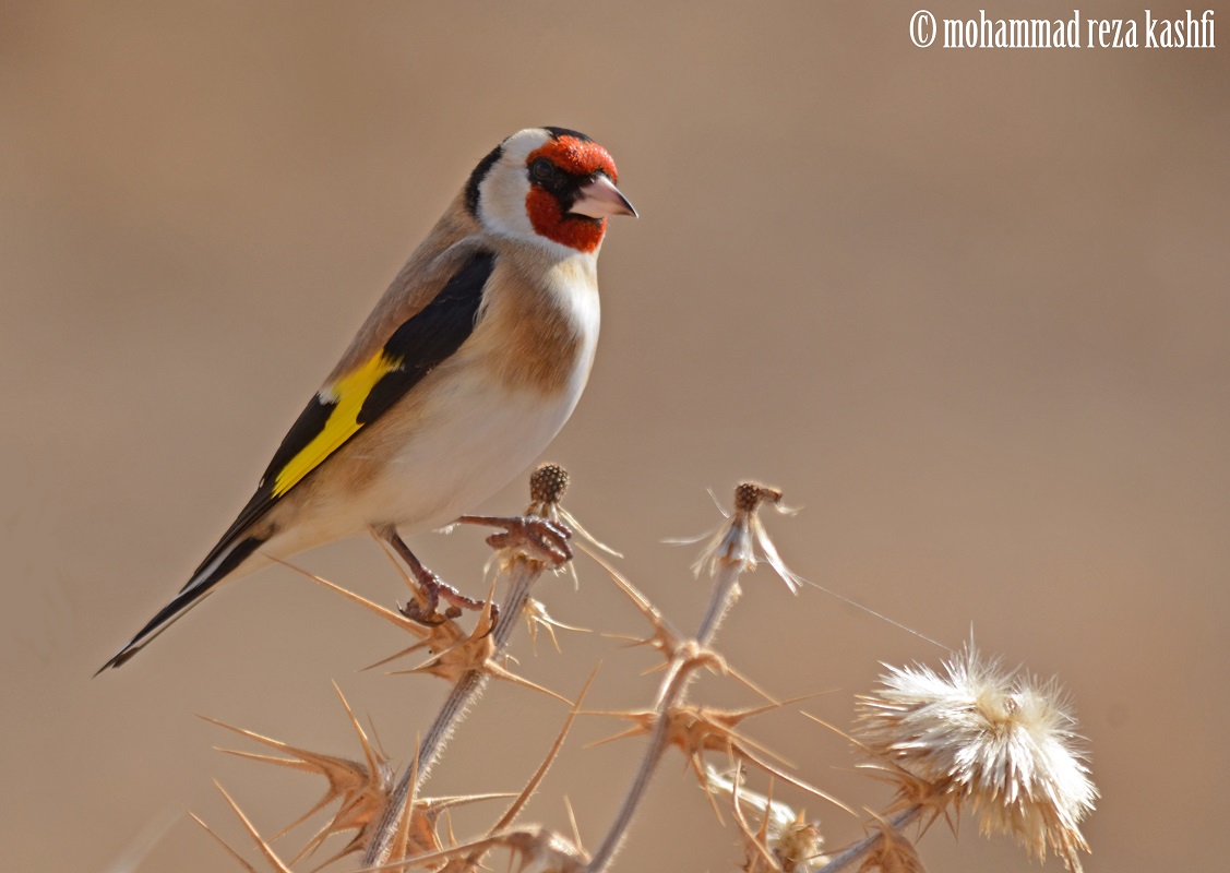 goldfinch
