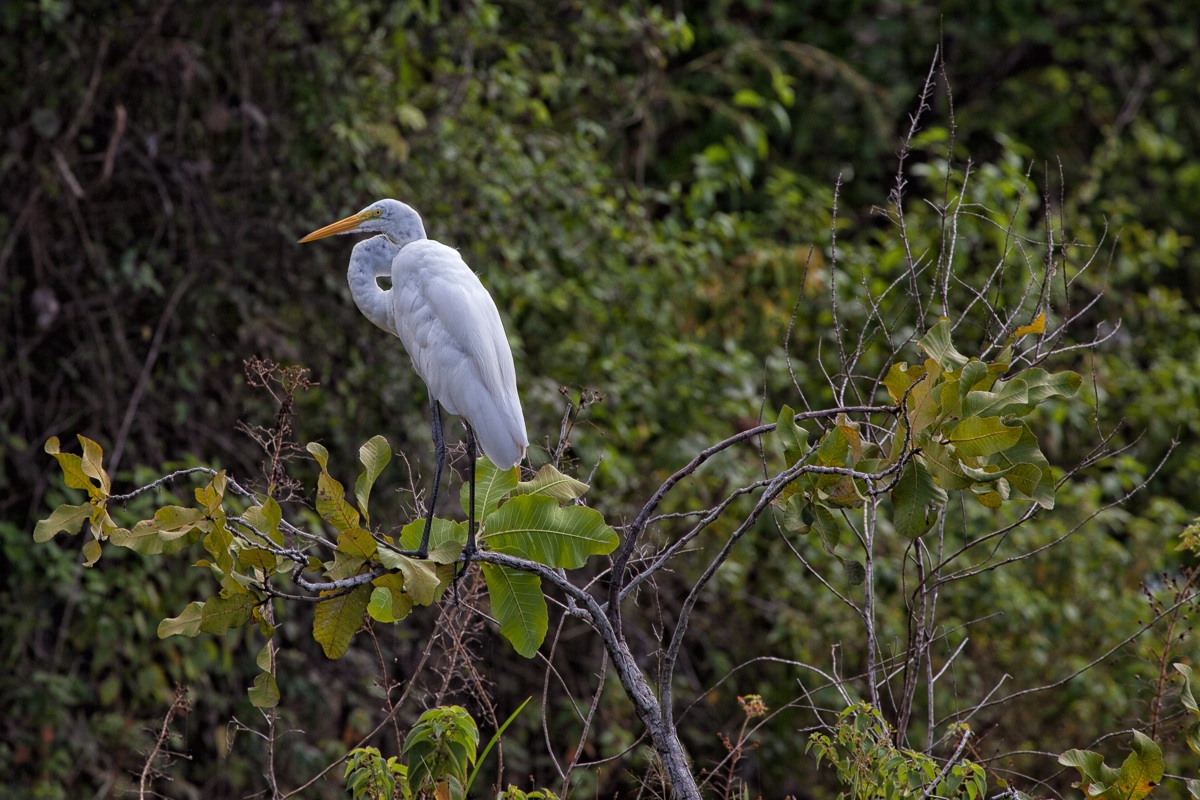 White Heron