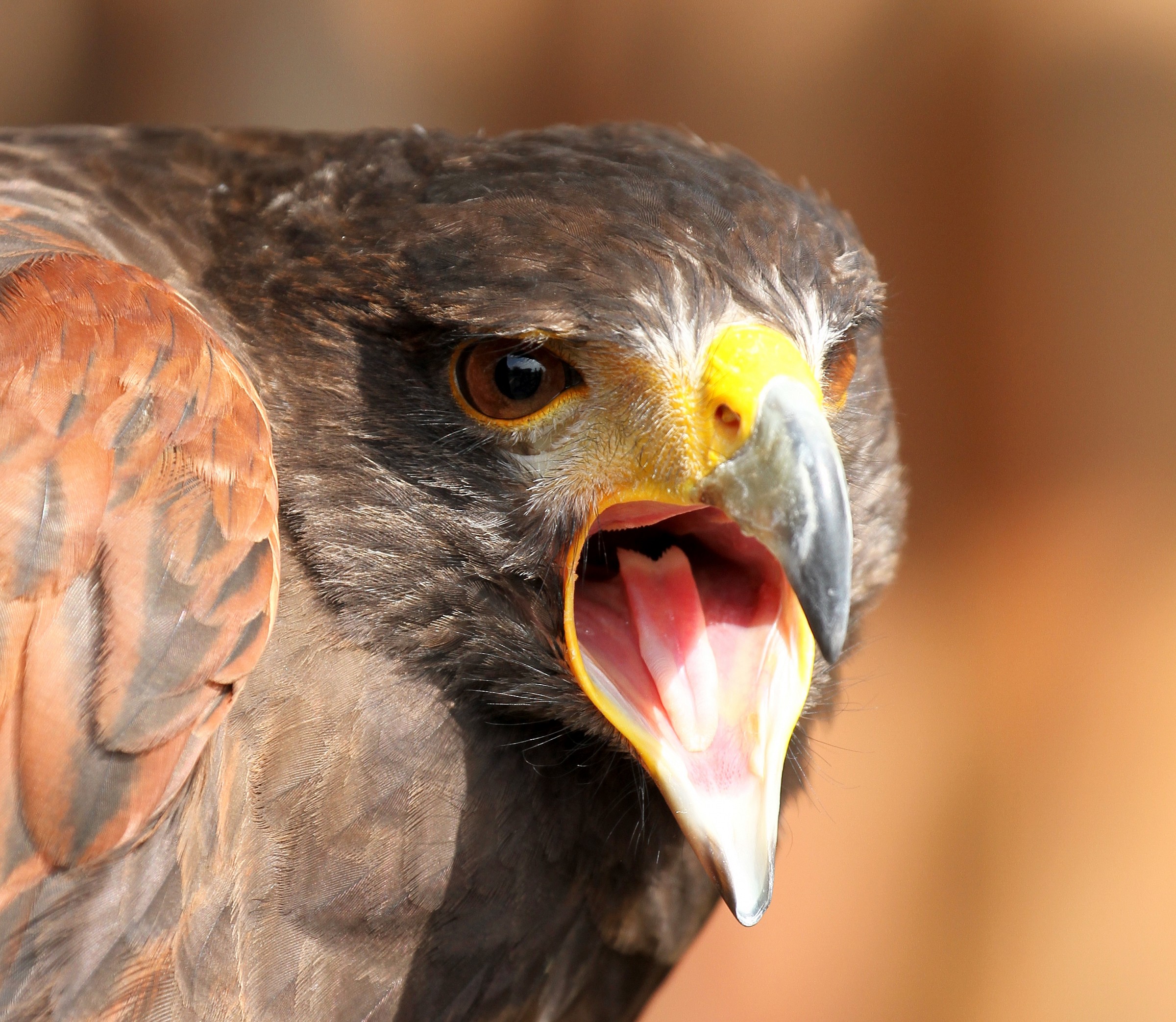 the cry of the buzzard