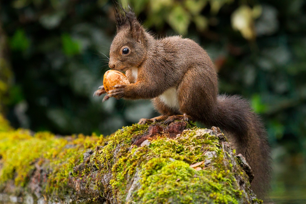 ... il giocoliere ...