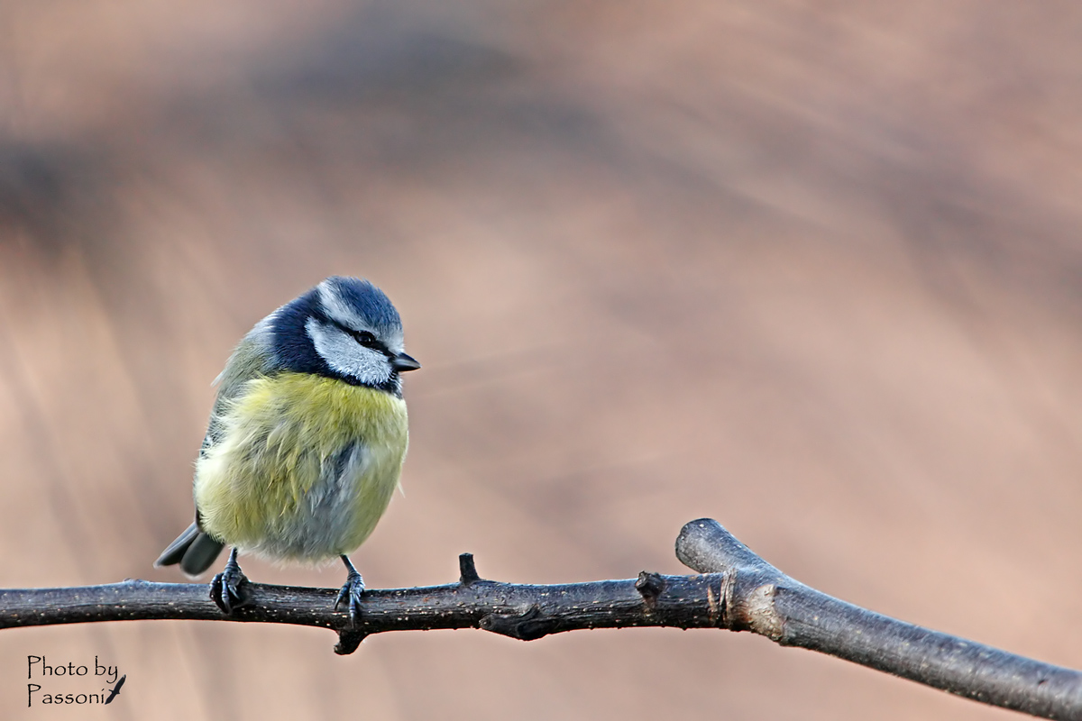 Un battuffolo di piume!