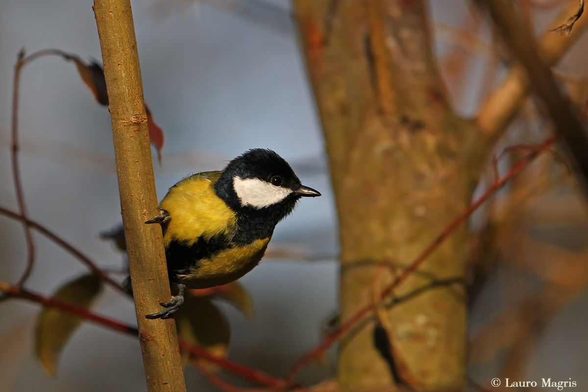 Cinciallegra curiosa