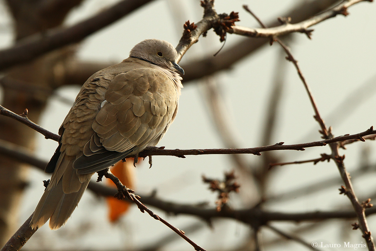 Collared Dove