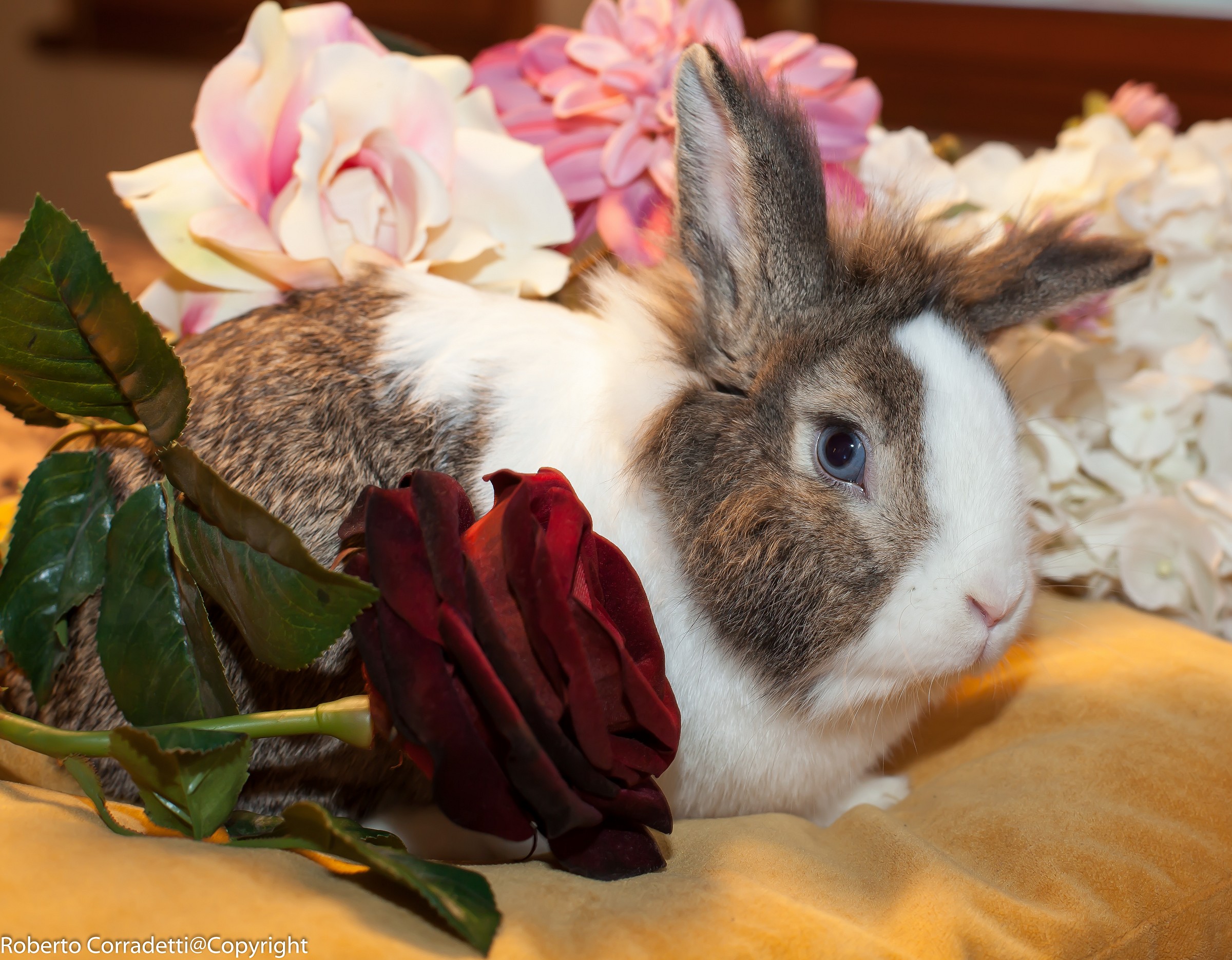 I do not put 'in the pan?