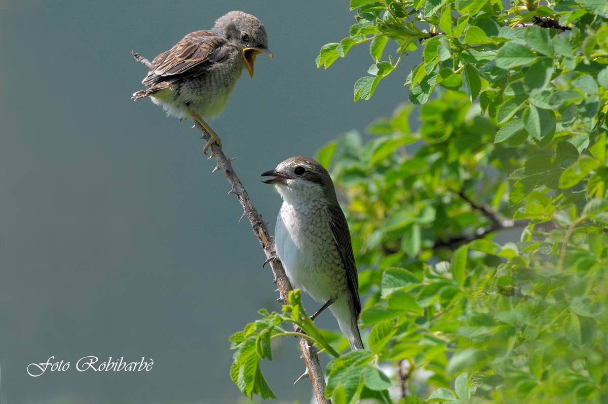 Averla piccola...tenerezza...