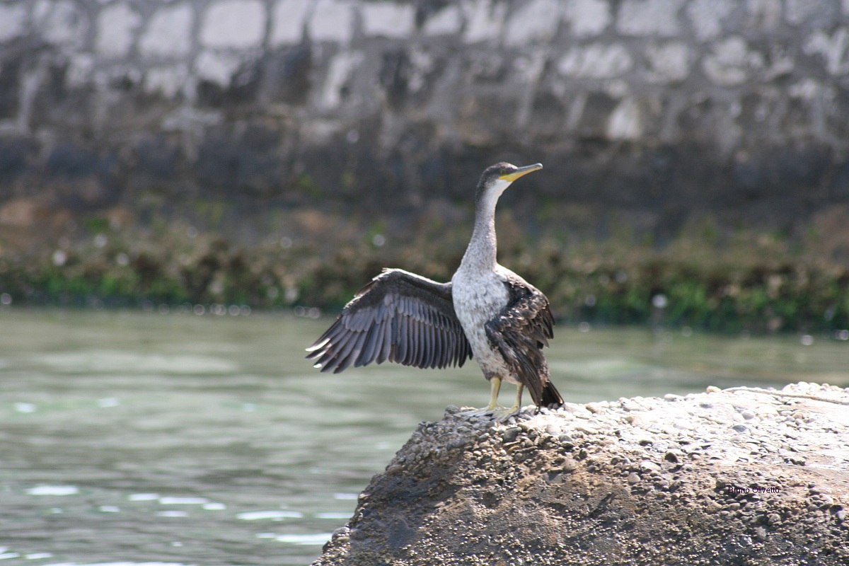 cormorano