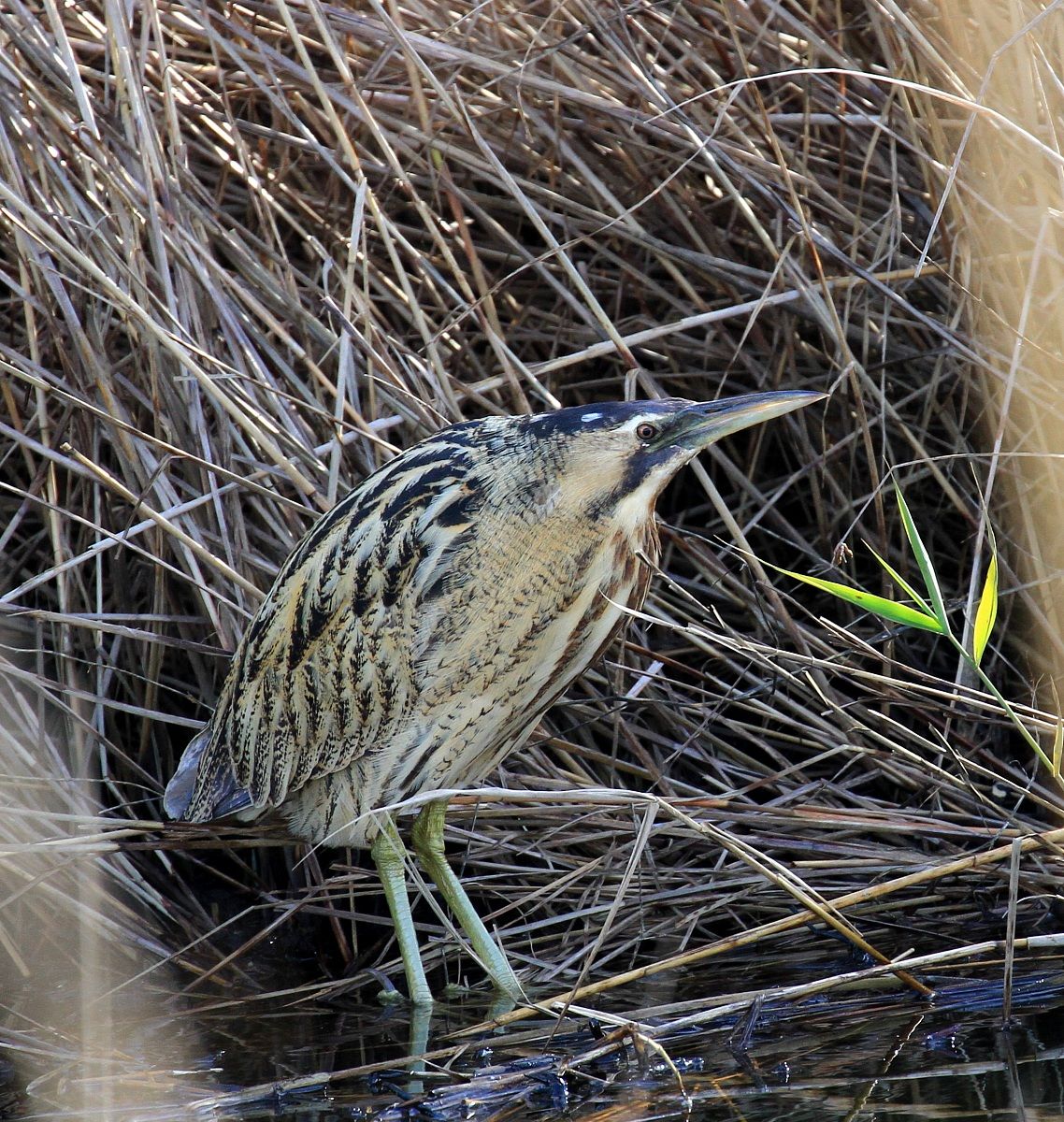 Bittern