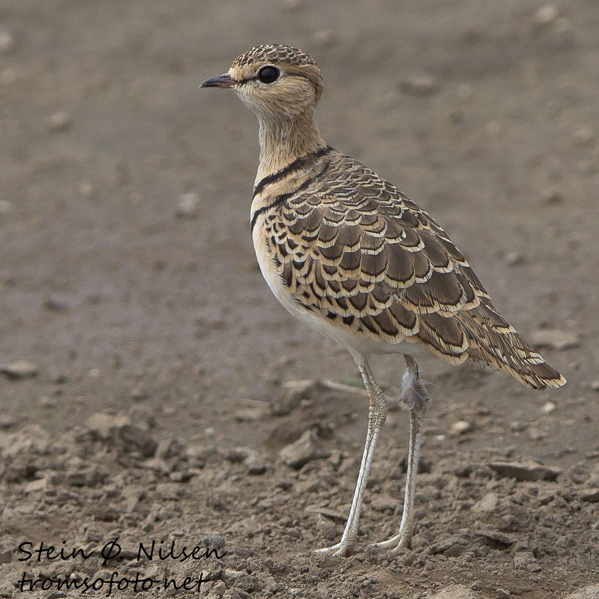 Two-banded Courser