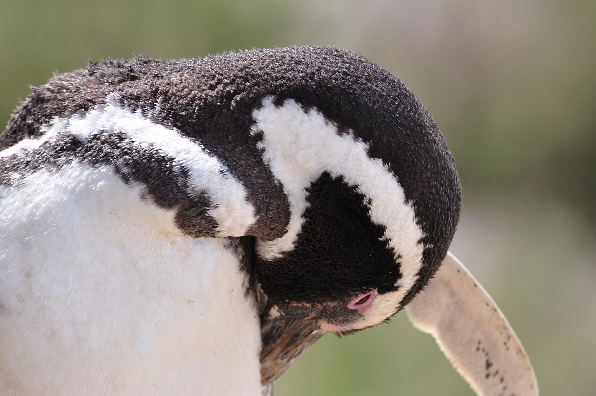 pinguino di Magellano