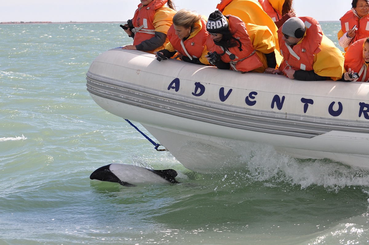 seguendo i delfini di Commerson