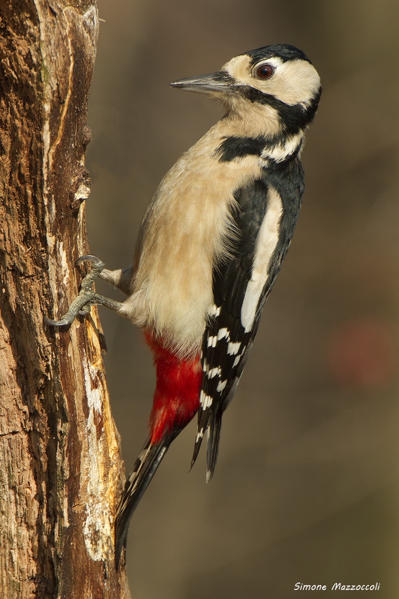 Great Spotted Woodpecker female