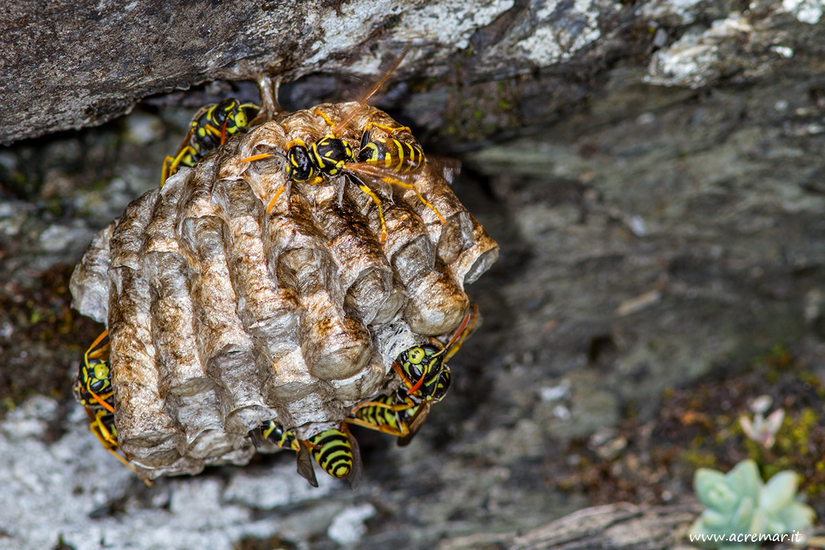 Wasp's Nest # Hymenoptera