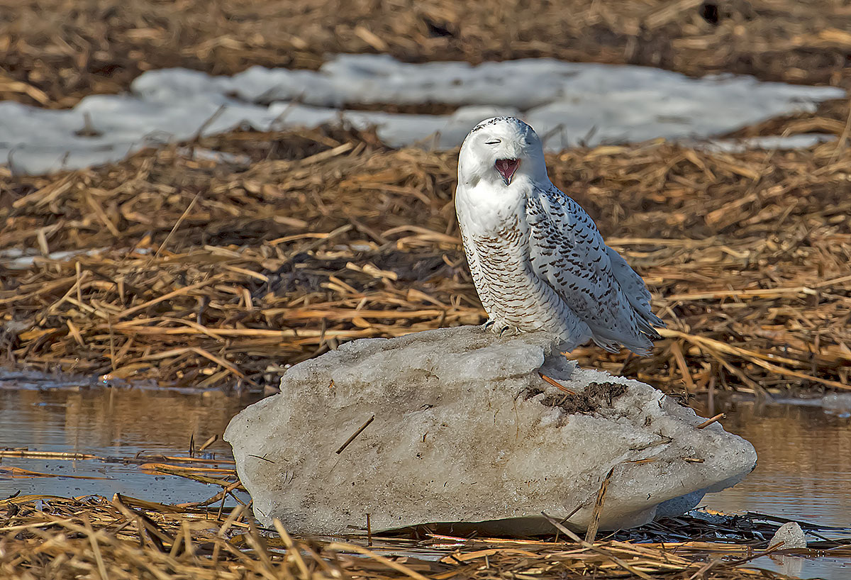 Snowy Owl