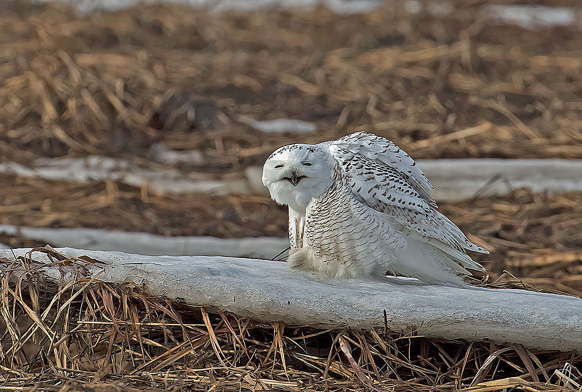 Snowy Owl
