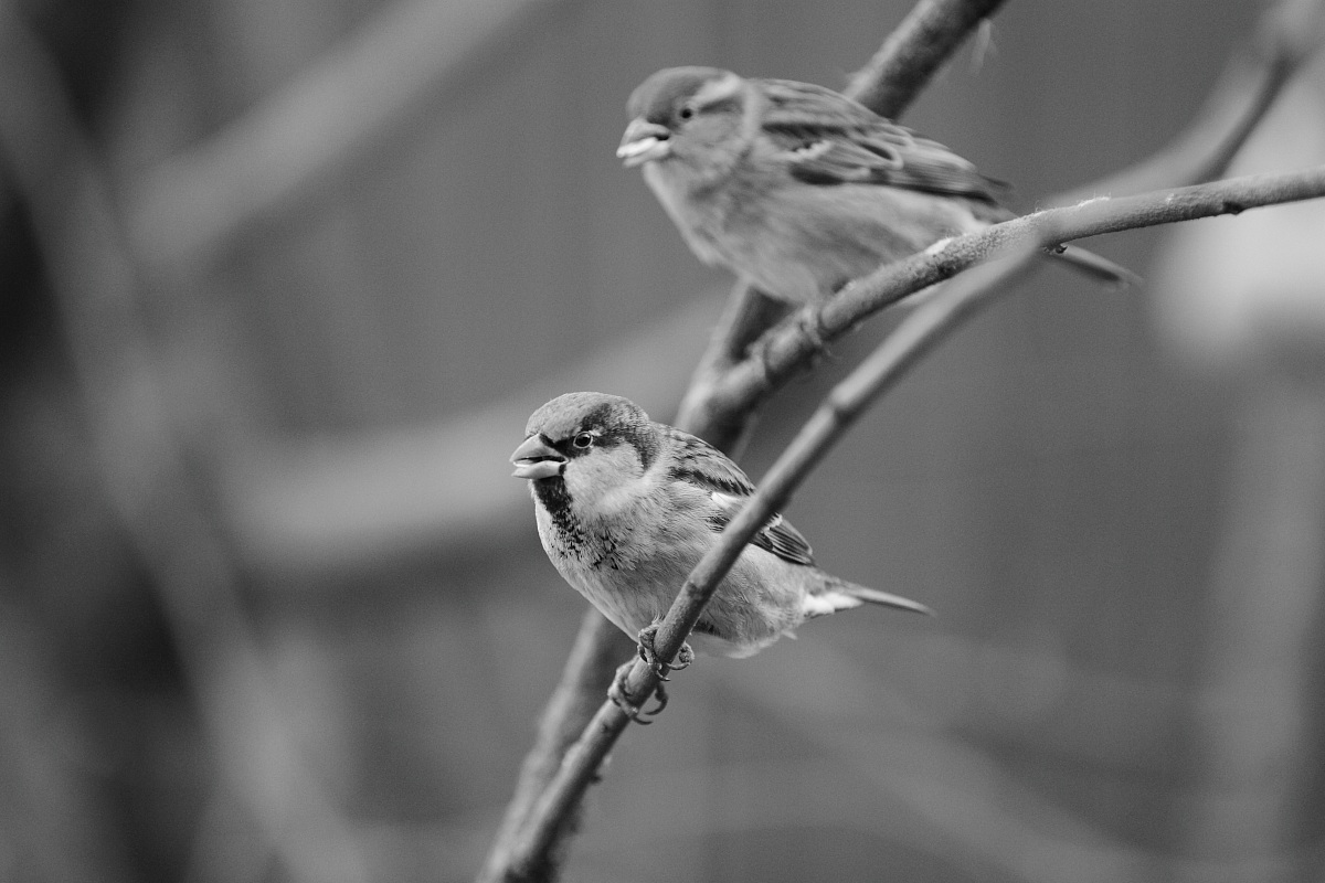 Birds in Skansen