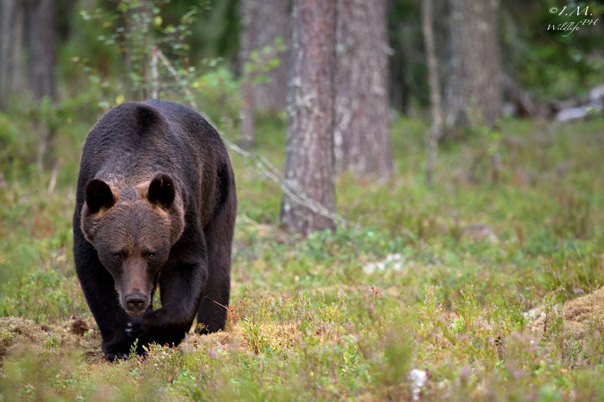 C'era una sera in foresta