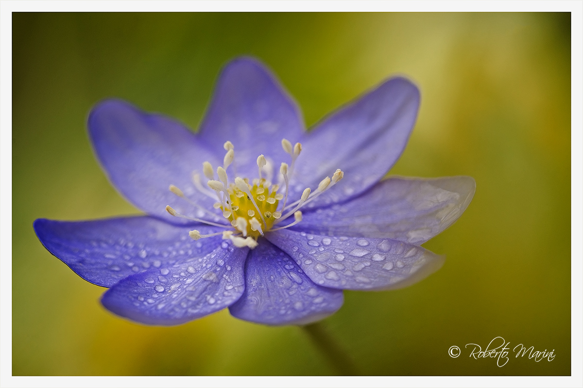 Hepatica
