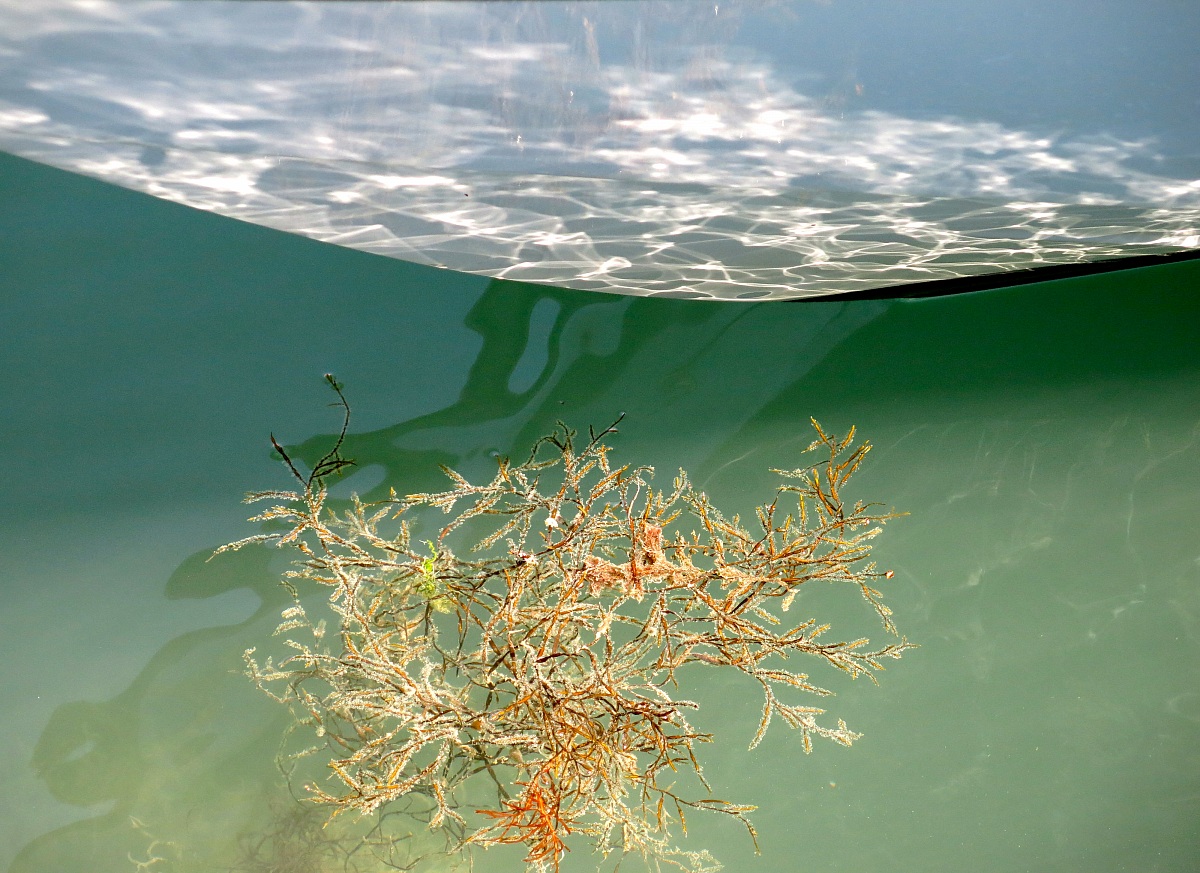 nell'acqua l'alga, e luce riflessa sulla chiglia del...