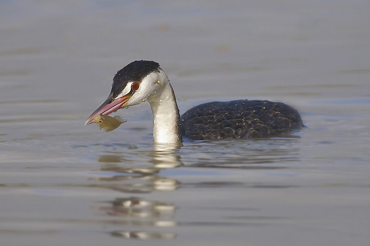 Preso per la....Pinna..