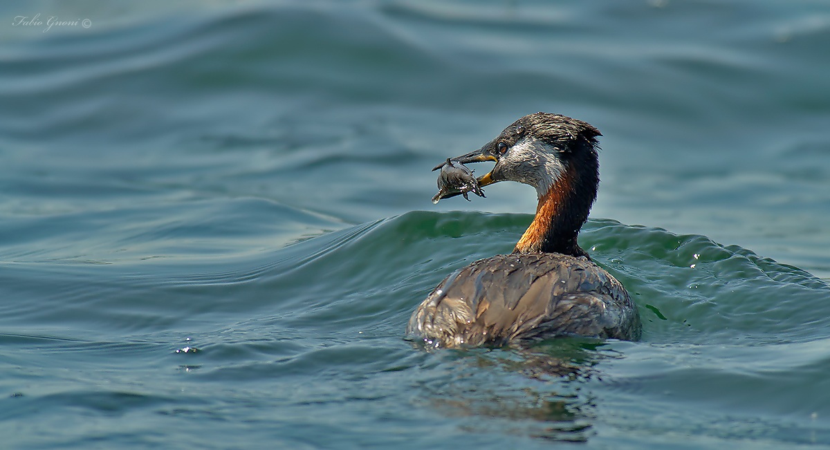 Collorosso con pescegatto