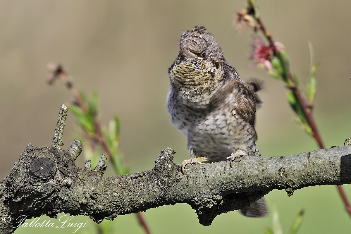 Wryneck (Jynx torquilla)