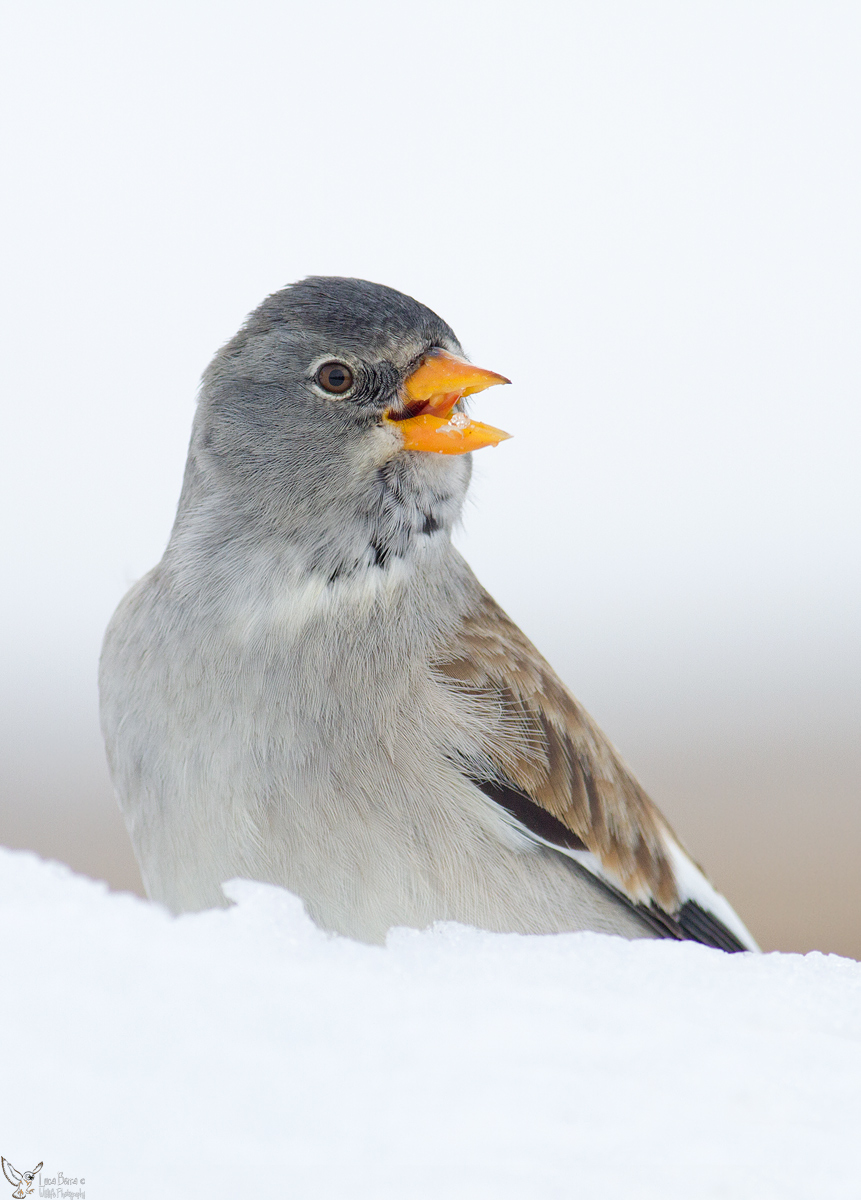 Snowfinch