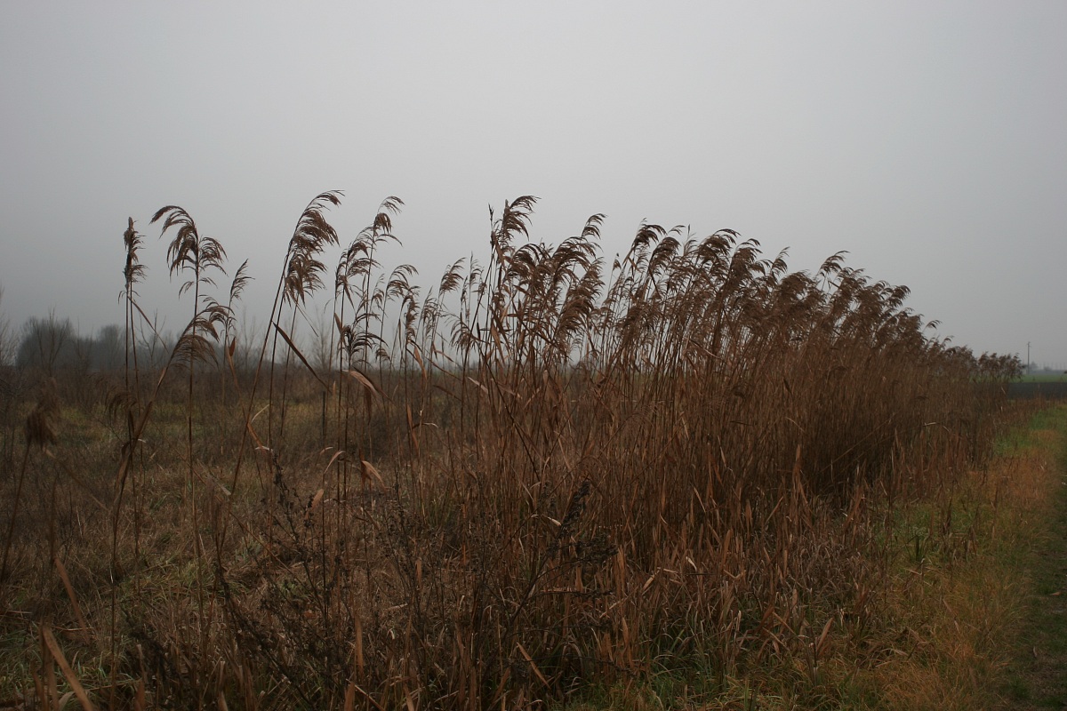 Reeds in the Wind