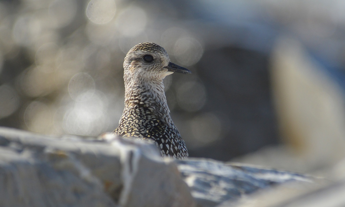 Pivieressa cucu sette