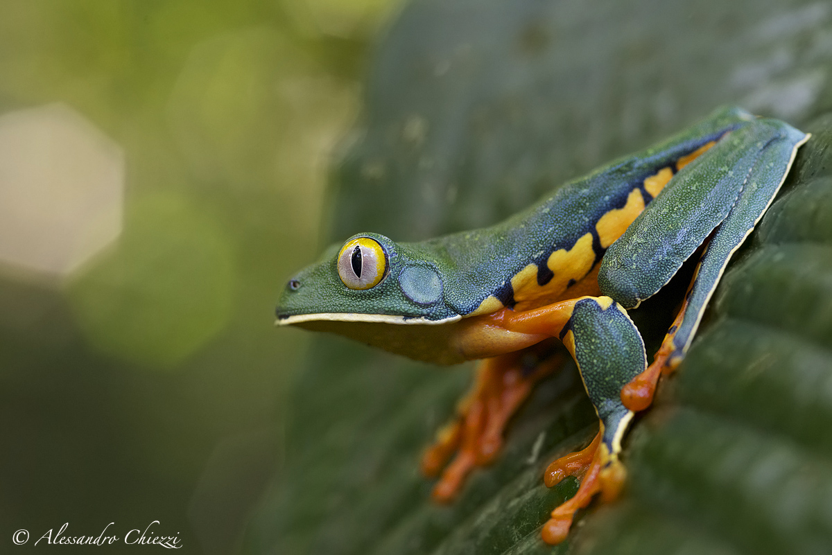 Barred leaf frog