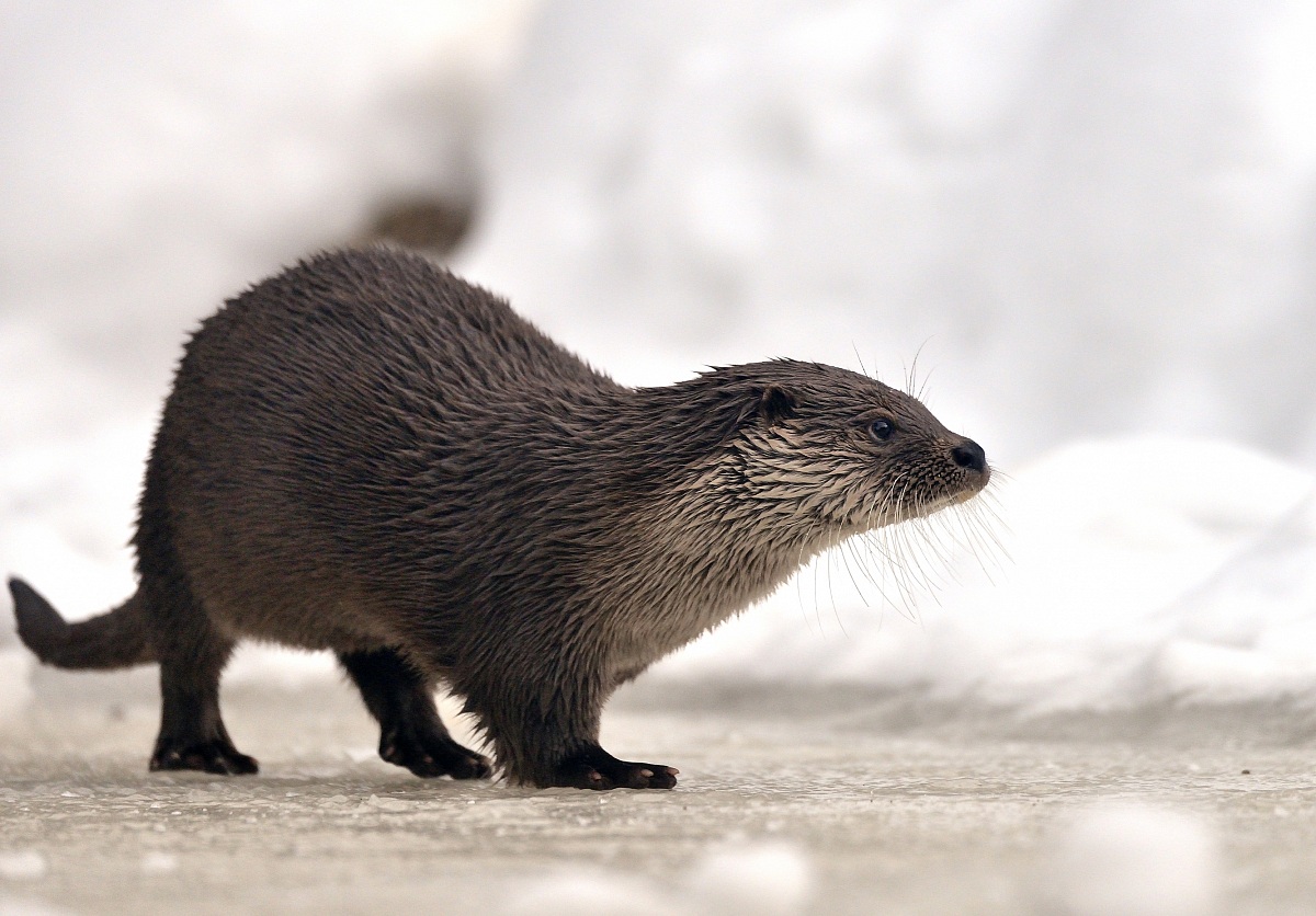 Bayerischen 2014 - Lontra