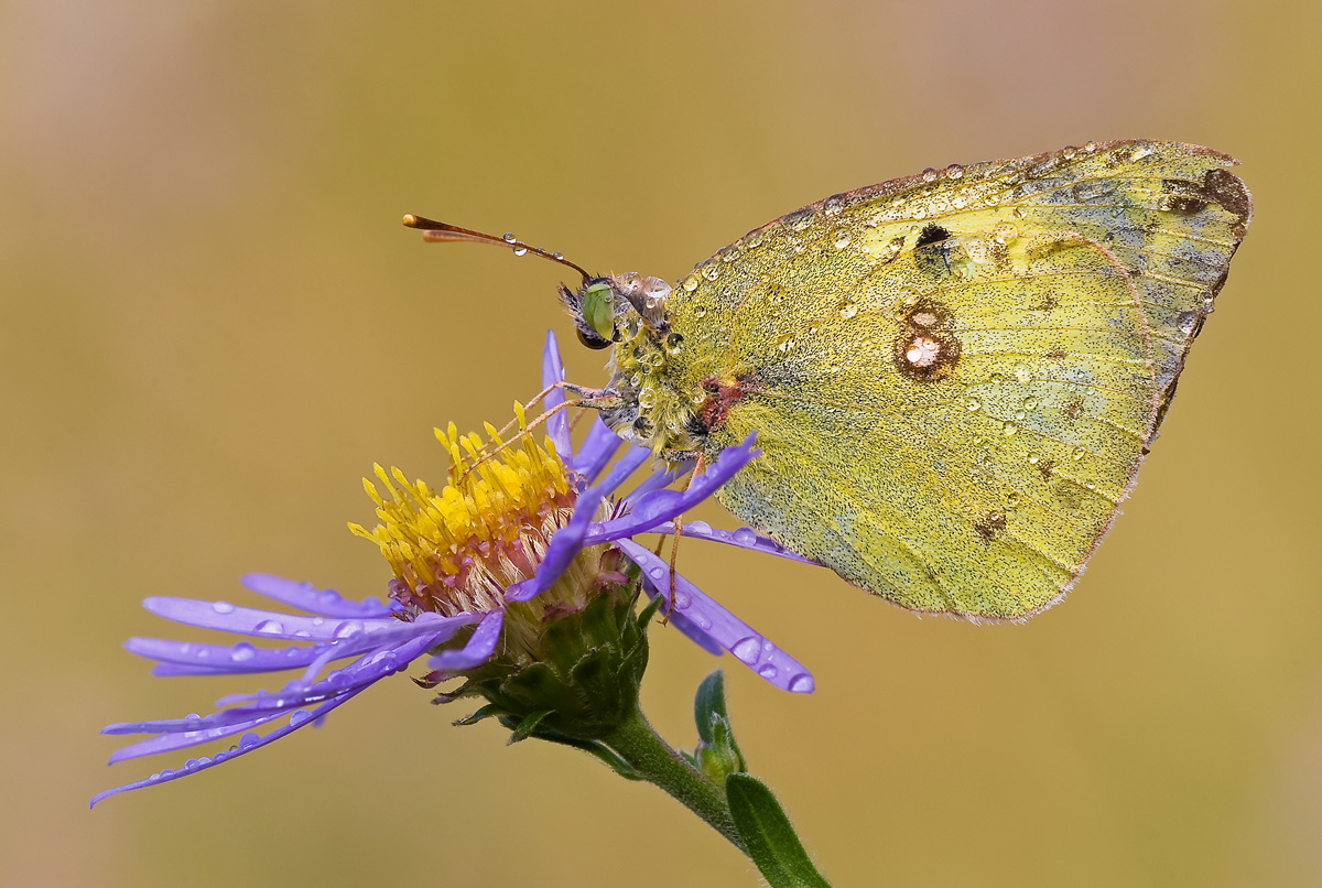 Colias