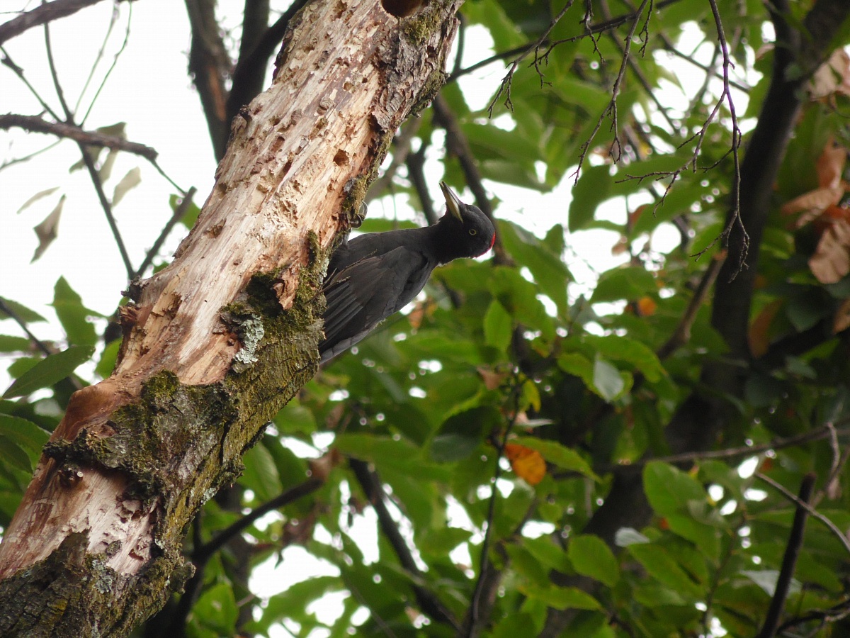 Black Woodpecker