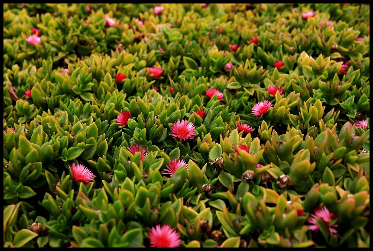 Flowers (Lanzarote)