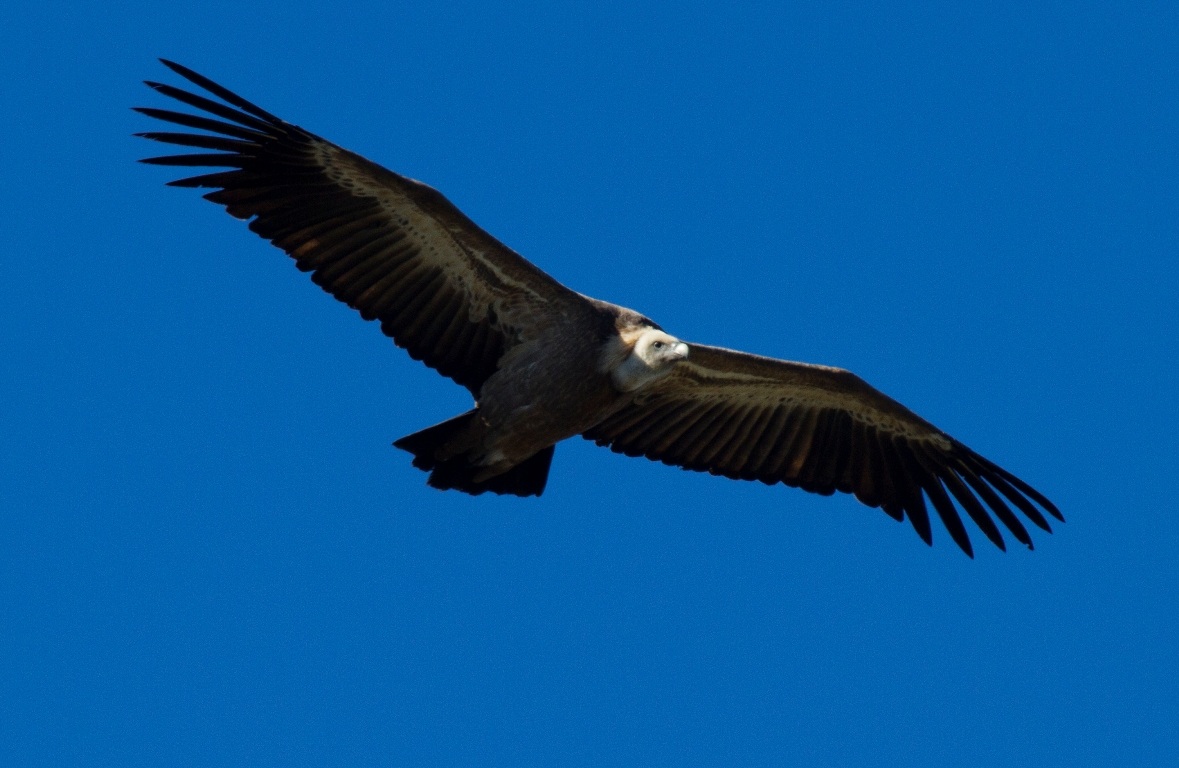 Griffin, Gorges du Verdon, FR