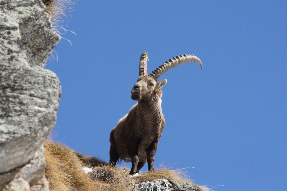 Ibex, Orco Valley, TO