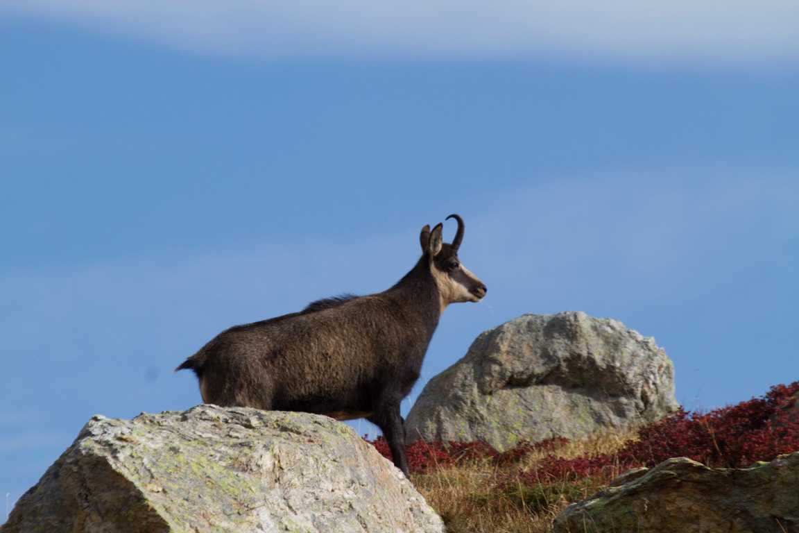 Suede, Alta Valle Stura, NC