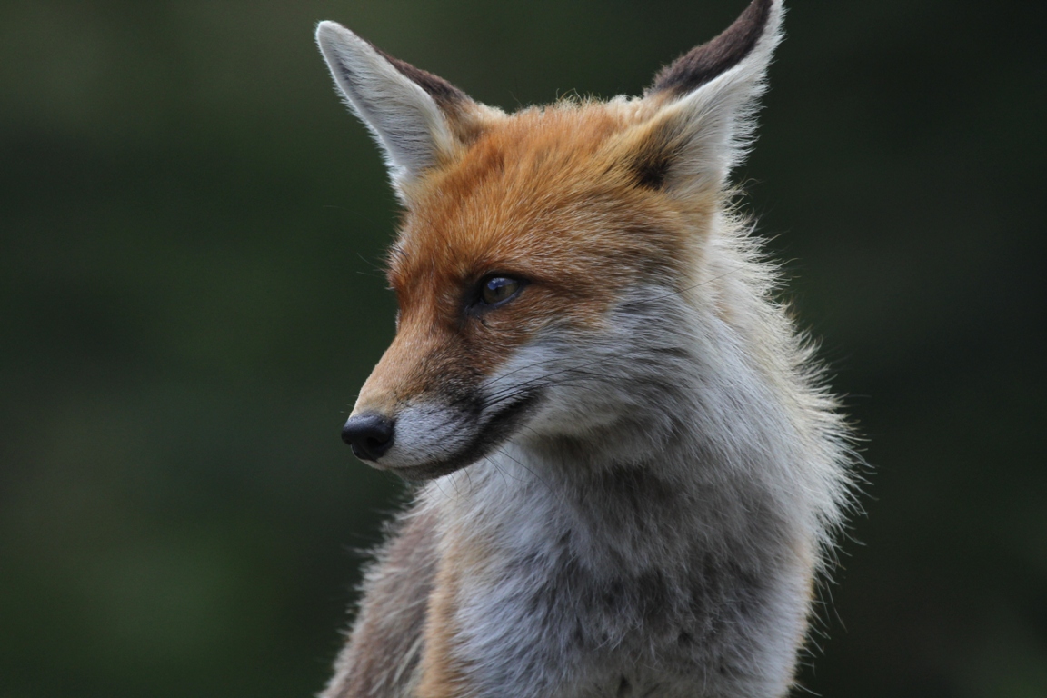 Fox, Orco Valley, TO