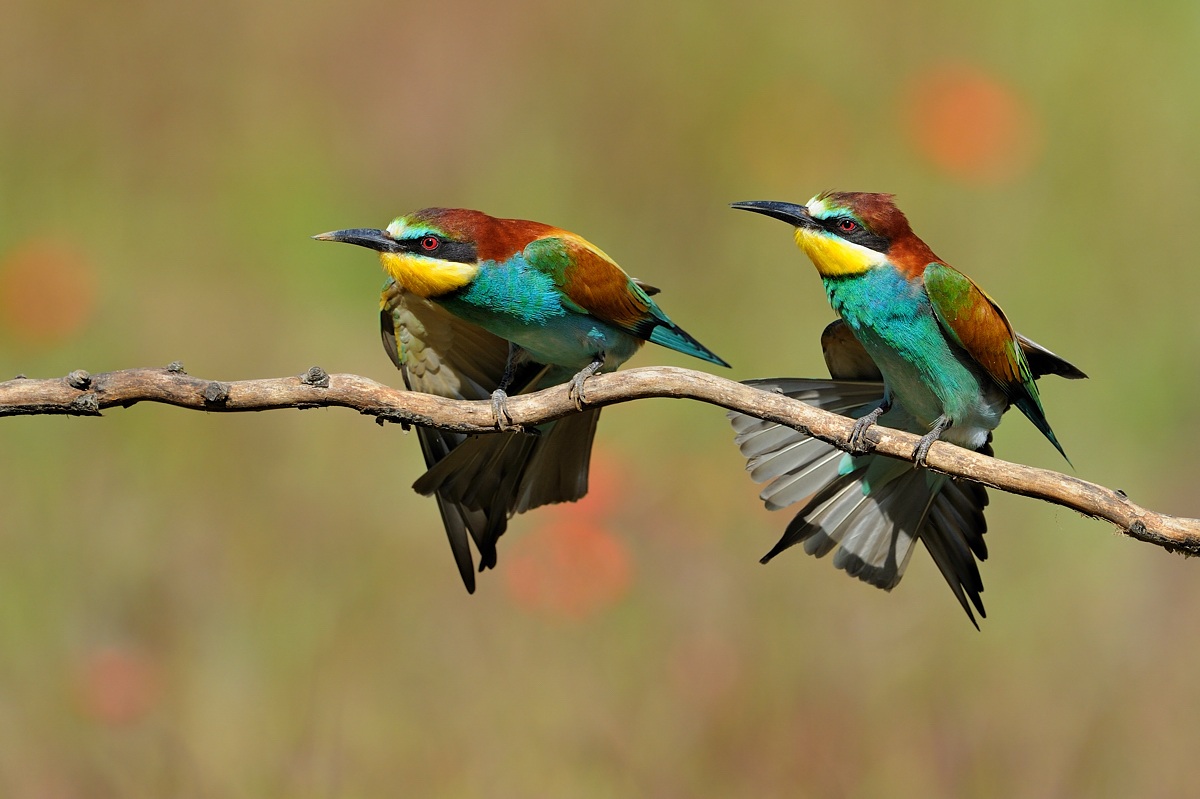 Gruccioni Stretching...