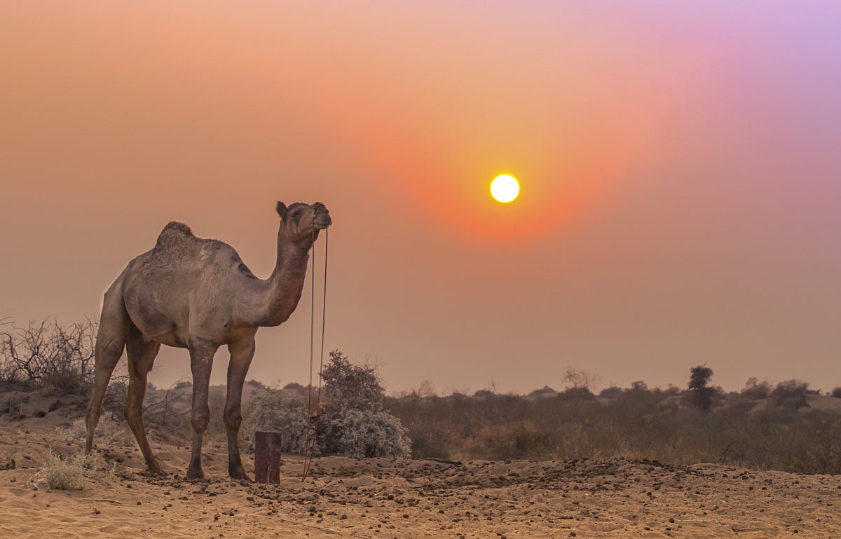 Deserto del Thar - Rajasthan